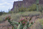 photo thumbnail #13