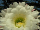 photo thumbnail #15