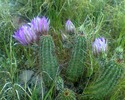 photo thumbnail #5