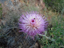 photo thumbnail #1