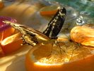 photo thumbnail #11