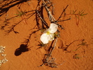 photo thumbnail #13