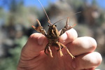 photo thumbnail #5