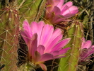photo thumbnail #12