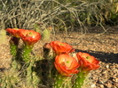 photo thumbnail #13