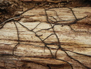 photo thumbnail #4