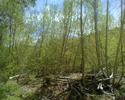 photo thumbnail #2