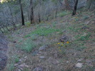 photo thumbnail #3