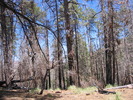 photo thumbnail #4