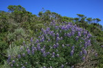 photo thumbnail #11