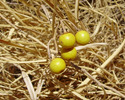 photo thumbnail #10