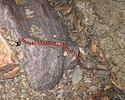 photo thumbnail #13