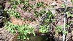 photo thumbnail #15