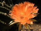 photo thumbnail #10