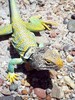 photo thumbnail #2