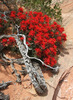 photo thumbnail #12