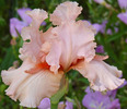 photo thumbnail #7