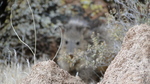 photo thumbnail #10