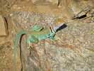 photo thumbnail #4