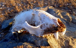 photo thumbnail #7