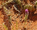 photo thumbnail #2