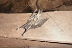 photo thumbnail #6