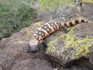photo thumbnail #3