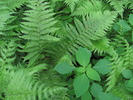 photo thumbnail #3