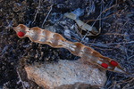 photo thumbnail #1