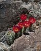 photo thumbnail #2