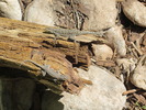 photo thumbnail #10