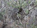 photo thumbnail #15
