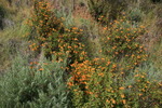 photo thumbnail #8
