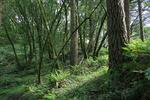photo thumbnail #11