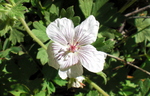 photo thumbnail #7