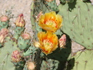 photo thumbnail #4