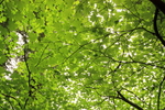 photo thumbnail #12