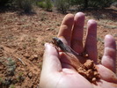 photo thumbnail #6