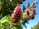 photo thumbnail #12