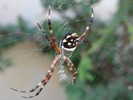 photo thumbnail #7