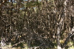 photo thumbnail #11