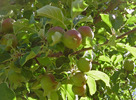 photo thumbnail #3