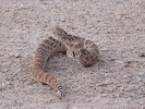 photo thumbnail #7