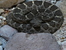 photo thumbnail #11