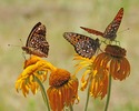photo thumbnail #4