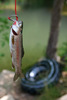 photo thumbnail #8