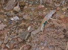 photo thumbnail #5