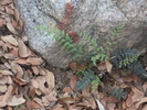 photo thumbnail #3