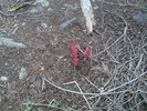 photo thumbnail #14
