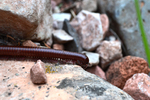 photo thumbnail #7